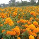 ‘ढकमक्क फूलको बगैँचाले आनन्द दिन्छ’