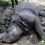 चितवनमा सात महिनामा चौध गैँडा मरे