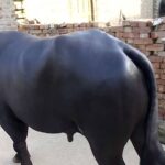 गुल्मीमा राँगाको तथ्याङ्क सङ्कलन गरिँदै