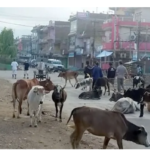देवचुलीमा छाडा चौपायाको व्यवस्थापन