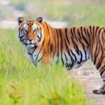 सुदूरपश्चिममा छैन ‘डार्ट’ गर्ने गतिलो संयन्त्र