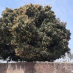 झपक्के फुल्यो आँप