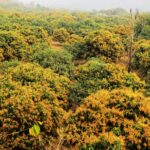 मधुवाको समस्याले किसान हैरान