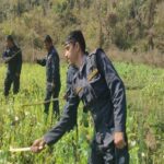 रोल्पामा २८ रोपनीको अफिम खेती नष्ट