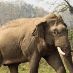 शुक्लाफाटा राष्ट्रिय निकुञ्जः गस्तीका लागि हात्ती अपुग