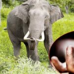 जङ्गली हात्तीको आक्रमणबाट वृद्धको मृत्यु