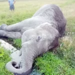 झापामा पोथी हात्ती मृत फेला