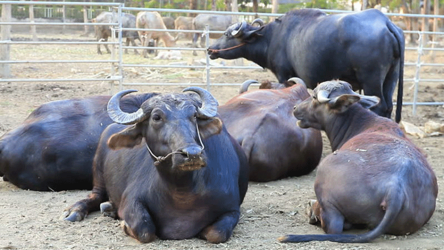 सहिद लखन गाउँपालिका वडा नम्बर ७ मा किसानलाई दुहुनो भैँसी वितरण
