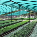 फलफूलका बिरुवा उत्पादनबाट मनग्य आम्दानी