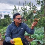 अर्नाकोटमा फल्यो एकै वर्षमा स्याउ