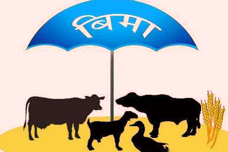 बीमा कम्पनीले पशुधनको बीमा गर्न छाडिदिए