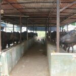 तनहुँका किसान पशुपालनमा आकर्षित : मासु, अण्डा र दूधमा आत्मनिर्भर