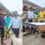 बारागढी गाउँपालिकामा पशुपालक कृषकलाई बाेयर जातका बाेका वितरण