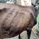 कर्णालीमा एक लाख पशुचौपायाको उपचार