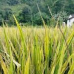 धानमा समस्यै समस्या