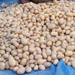 किसानको आलु कम्पनीले सिधै खरिद गर्ने